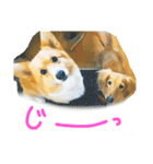 しっぽつきハニーさん ななちゃんと一緒編（個別スタンプ：5）