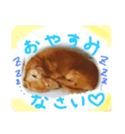 しっぽつきハニーさん ななちゃんと一緒編（個別スタンプ：6）