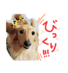 しっぽつきハニーさん ななちゃんと一緒編（個別スタンプ：7）