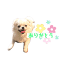 はなちゃん＆ みぃくん（個別スタンプ：17）