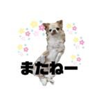 ちわわ ふぁみりー（個別スタンプ：1）
