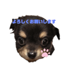 ちわわ ふぁみりー（個別スタンプ：4）