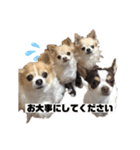 ちわわ ふぁみりー（個別スタンプ：5）
