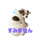 ちわわ ふぁみりー（個別スタンプ：9）