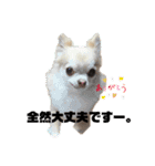 ちわわ ふぁみりー（個別スタンプ：12）