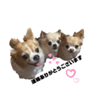 ちわわ ふぁみりー（個別スタンプ：14）