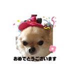 ちわわ ふぁみりー（個別スタンプ：15）