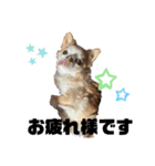 ちわわ ふぁみりー（個別スタンプ：20）