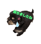 ちわわ ふぁみりー（個別スタンプ：21）