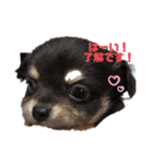 ちわわ ふぁみりー（個別スタンプ：22）