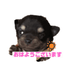 ちわわ ふぁみりー（個別スタンプ：24）