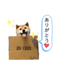 柴犬のあんちゃん（個別スタンプ：1）