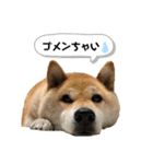 柴犬のあんちゃん（個別スタンプ：2）