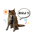 柴犬のあんちゃん（個別スタンプ：3）
