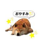 柴犬のあんちゃん（個別スタンプ：4）