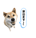 柴犬のあんちゃん（個別スタンプ：5）