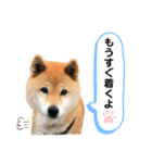 柴犬のあんちゃん（個別スタンプ：6）