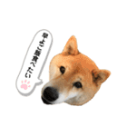 柴犬のあんちゃん（個別スタンプ：7）