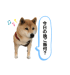 柴犬のあんちゃん（個別スタンプ：8）