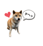 柴犬のあんちゃん（個別スタンプ：9）
