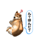 柴犬のあんちゃん（個別スタンプ：10）