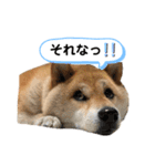 柴犬のあんちゃん（個別スタンプ：12）