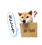 柴犬のあんちゃん（個別スタンプ：13）