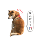 柴犬のあんちゃん（個別スタンプ：14）