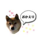 柴犬のあんちゃん（個別スタンプ：16）