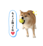 柴犬のあんちゃん（個別スタンプ：17）
