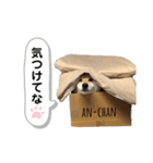 柴犬のあんちゃん（個別スタンプ：18）