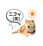 柴犬のあんちゃん（個別スタンプ：19）