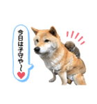 柴犬のあんちゃん（個別スタンプ：20）