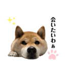 柴犬のあんちゃん（個別スタンプ：21）