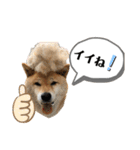 柴犬のあんちゃん（個別スタンプ：22）