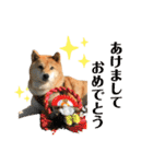 柴犬のあんちゃん（個別スタンプ：23）