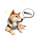 柴犬のあんちゃん（個別スタンプ：24）