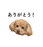トイプードルのチロ（個別スタンプ：1）