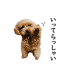 トイプードルのチロ（個別スタンプ：2）