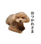 トイプードルのチロ（個別スタンプ：3）