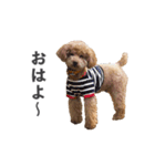 トイプードルのチロ（個別スタンプ：4）