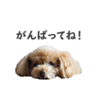 トイプードルのチロ（個別スタンプ：6）
