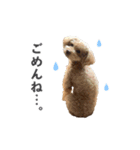 トイプードルのチロ（個別スタンプ：7）