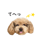 トイプードルのチロ（個別スタンプ：9）