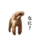 トイプードルのチロ（個別スタンプ：10）