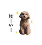 トイプードルのチロ（個別スタンプ：12）