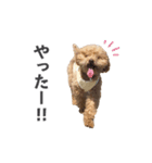 トイプードルのチロ（個別スタンプ：13）