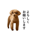 トイプードルのチロ（個別スタンプ：14）