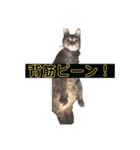 misamisaスタンプ2（個別スタンプ：5）