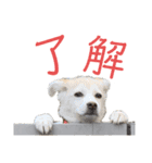 はなこちゃんスタンプ その1（個別スタンプ：1）
